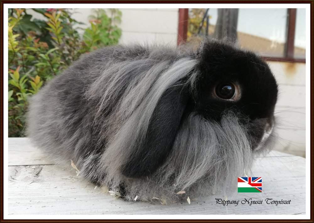 Mini (NHD) kosorrú nyúl Breeder Brachylagus idahoensis Hungary, Tiszajeno