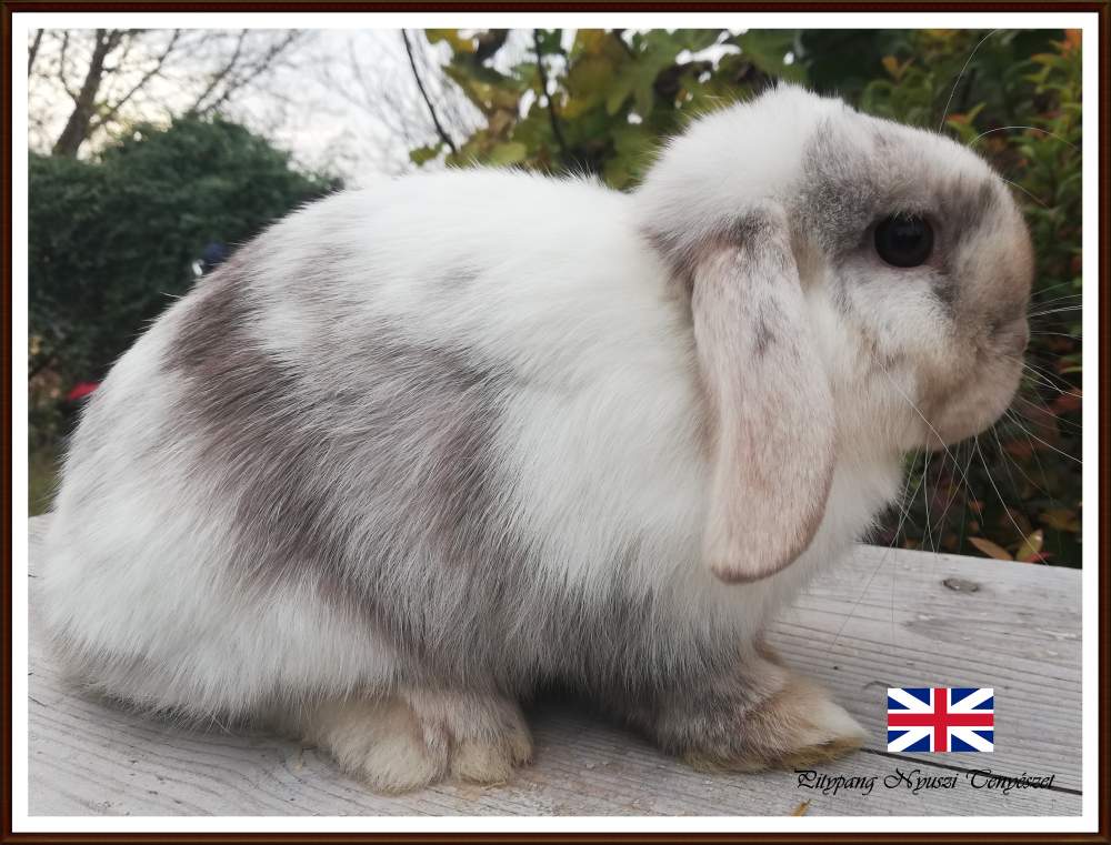 Mini (NHD) kosorrú nyúl Breeder Brachylagus idahoensis Hungary, Tiszajeno