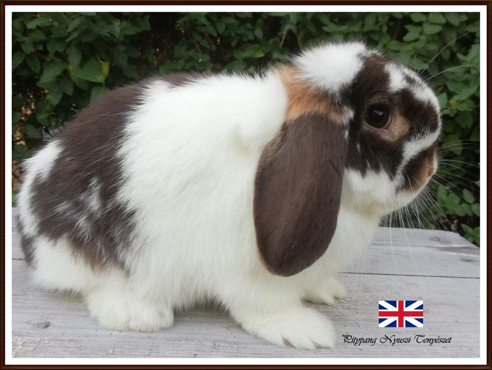 Mini (NHD) kosorrú nyúl Breeder Brachylagus idahoensis Hungary, Tiszajeno