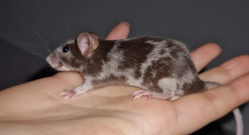 Fancy mouse Breeder Mus musculus 