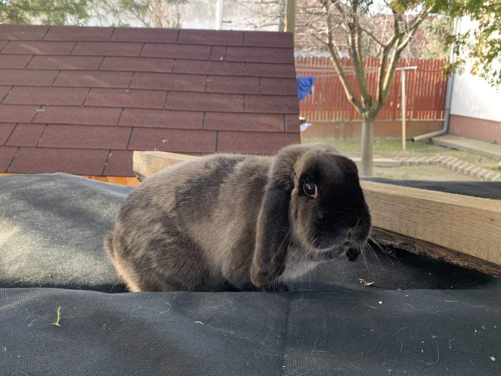 Törpe kosorrú nyúl Breeder Brachylagus idahoensis Hungary, Kecskemét