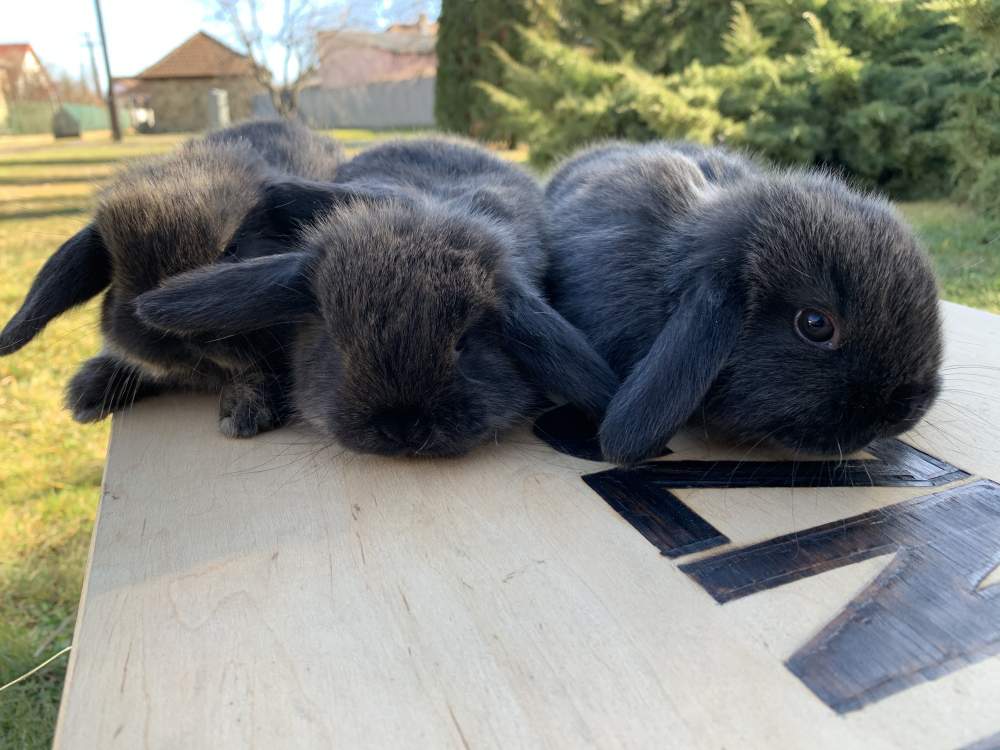 Törpe kosorrú nyúl Available for rehoming Brachylagus idahoensis Hungary, Kecskemét