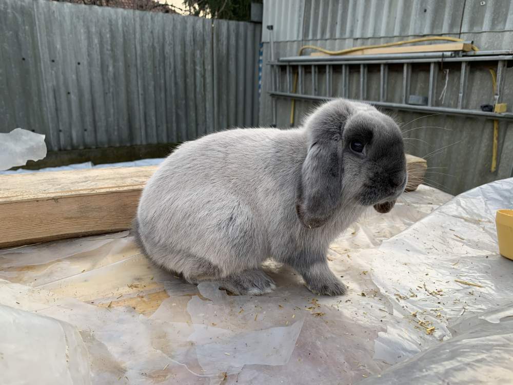 Törpe kosorrú nyúl Breeder Brachylagus idahoensis Hungary, Kecskemét