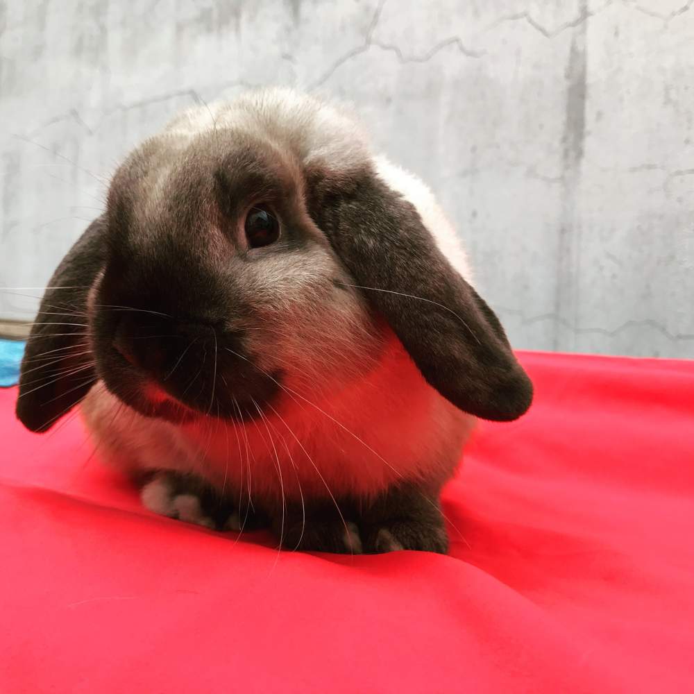 Törpe kosorrú nyúl Breeder Brachylagus idahoensis Hungary, Kecskemét