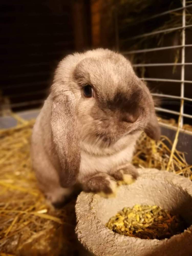 Törpe kosorrú nyúl Breeder Brachylagus idahoensis Hungary, Kecskemét