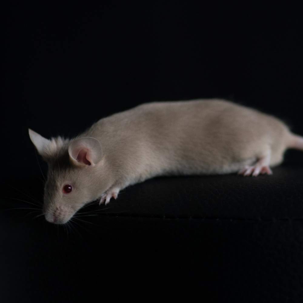 Fancy mouse Rehomed Mus musculus 