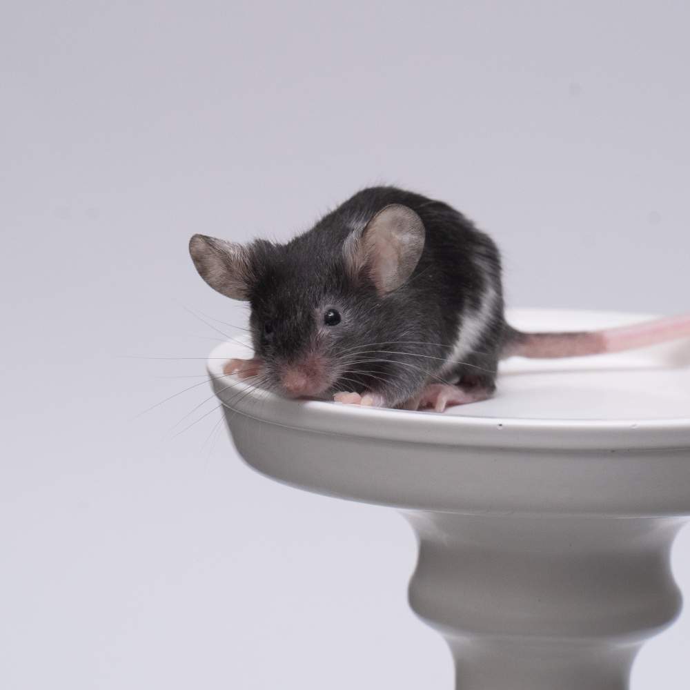 Fancy mouse Breeder Mus musculus 