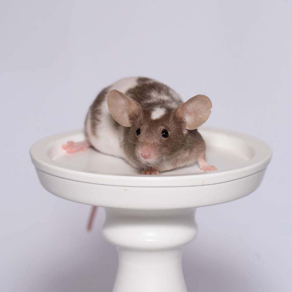 Fancy mouse Breeder Mus musculus 