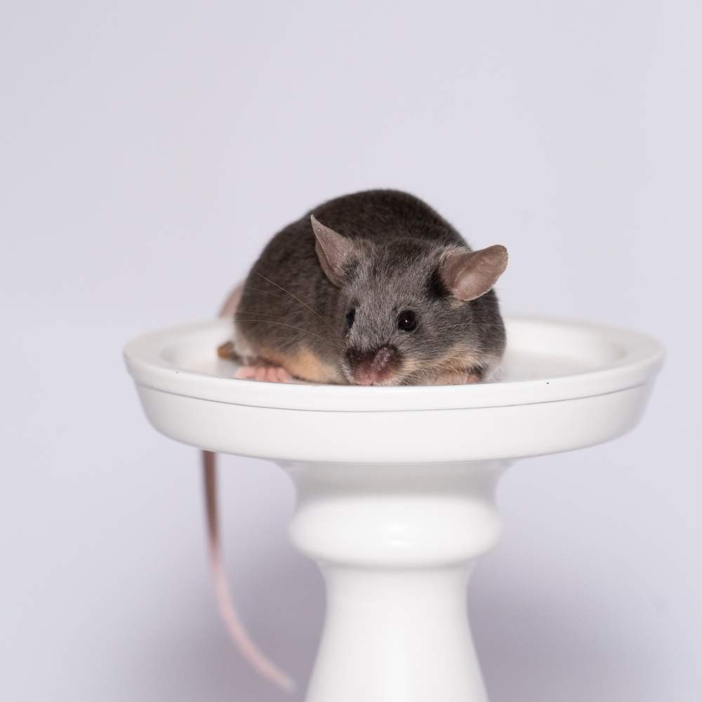 Fancy mouse Breeder Mus musculus 