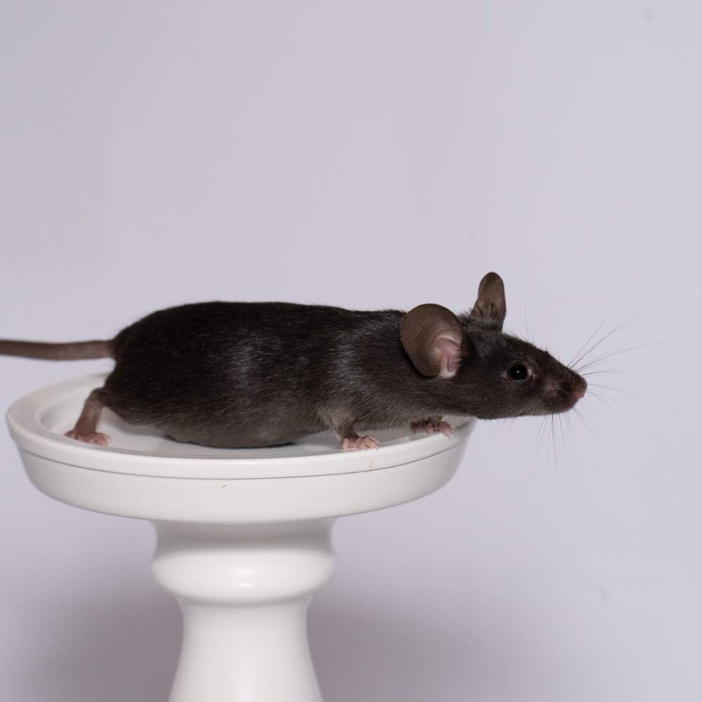 Fancy mouse Breeder Mus musculus 