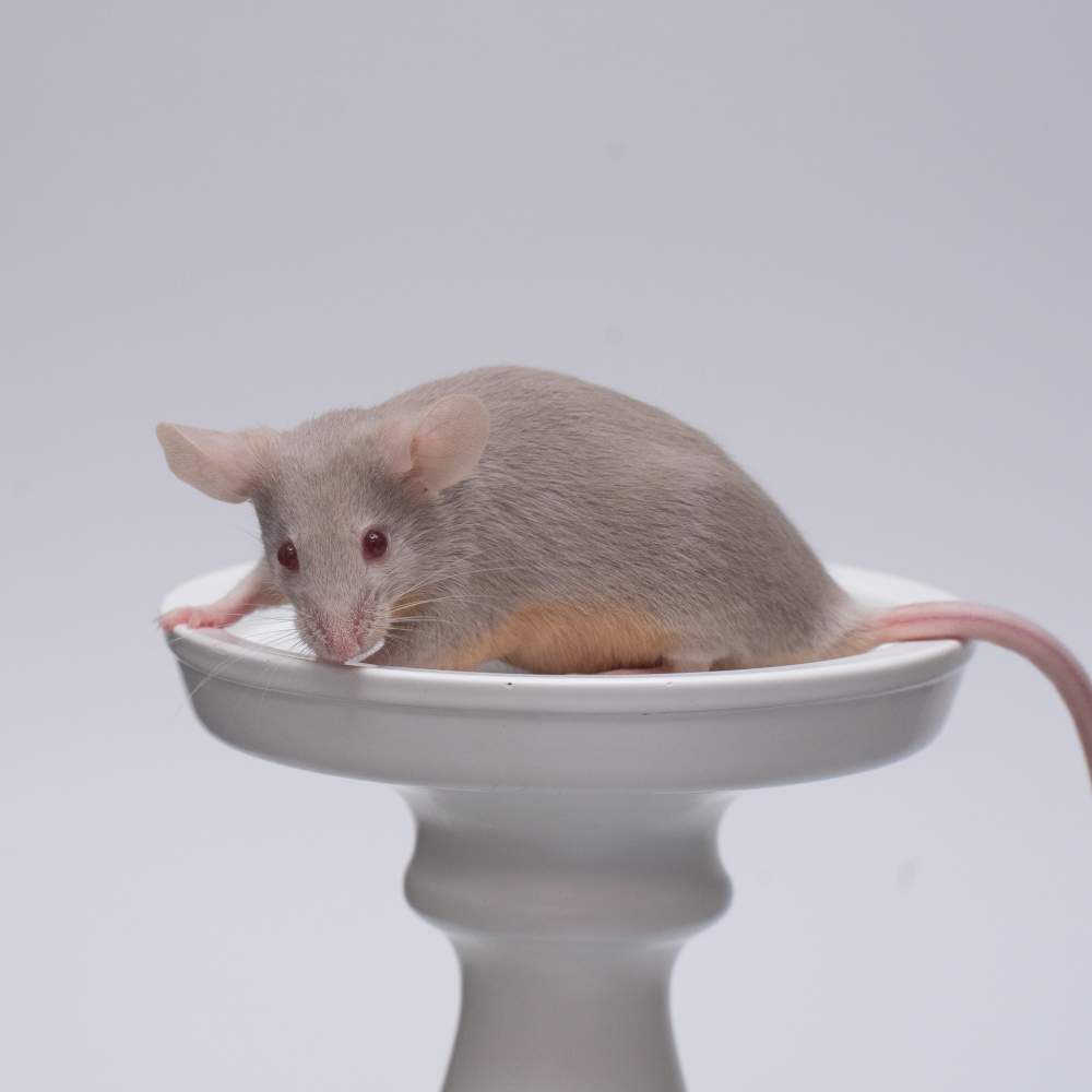 Fancy mouse Breeder Mus musculus 