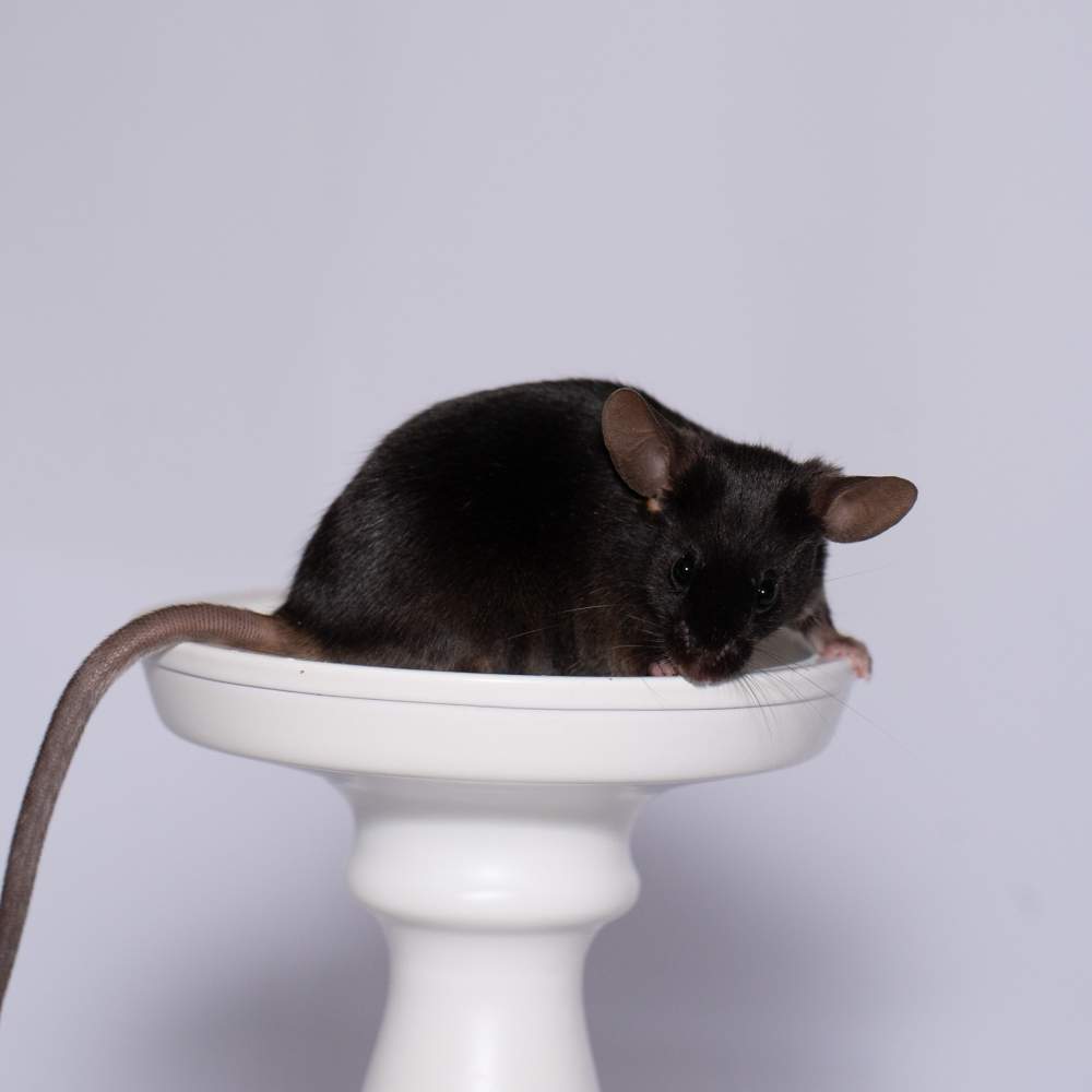 Fancy mouse Rehomed Mus musculus 