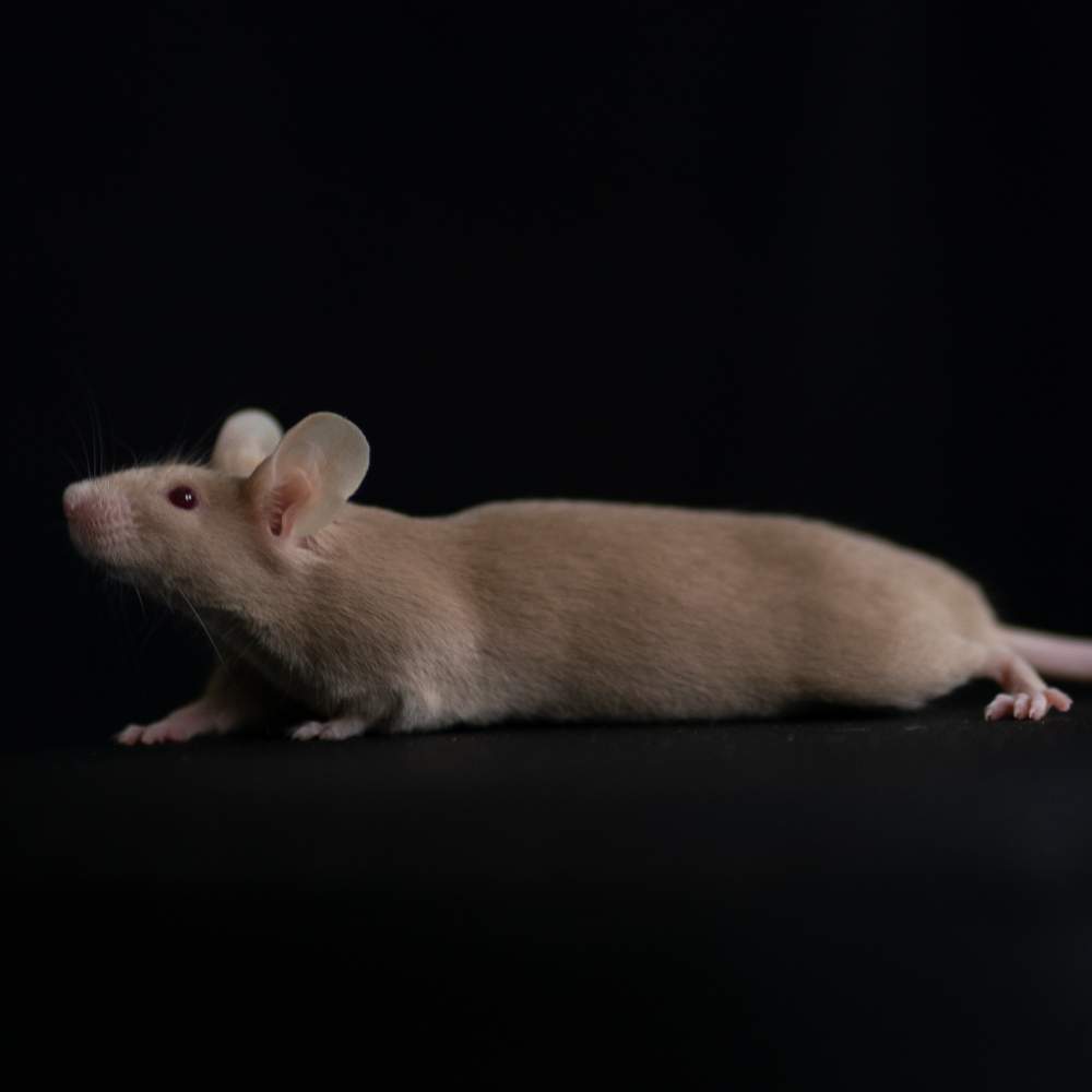 Fancy mouse Rehomed Mus musculus 