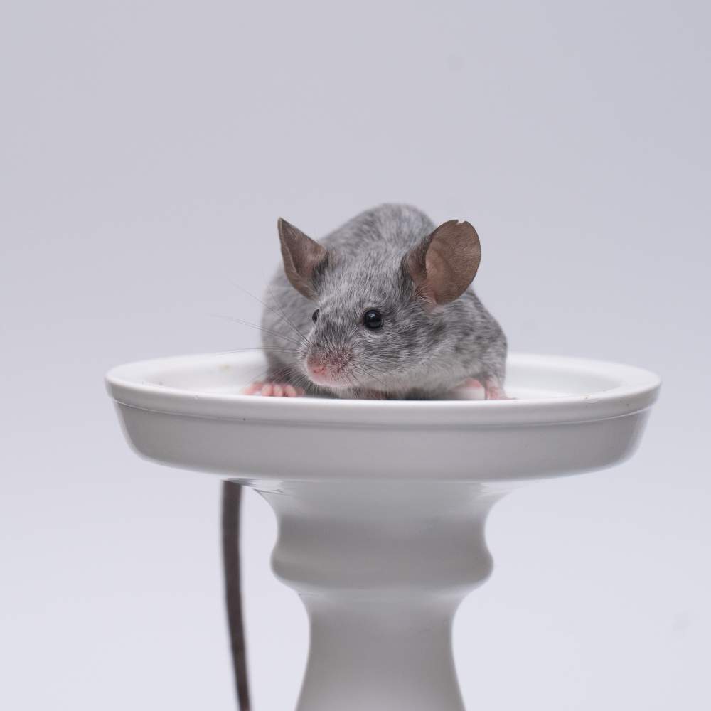 Fancy mouse Breeder Mus musculus 