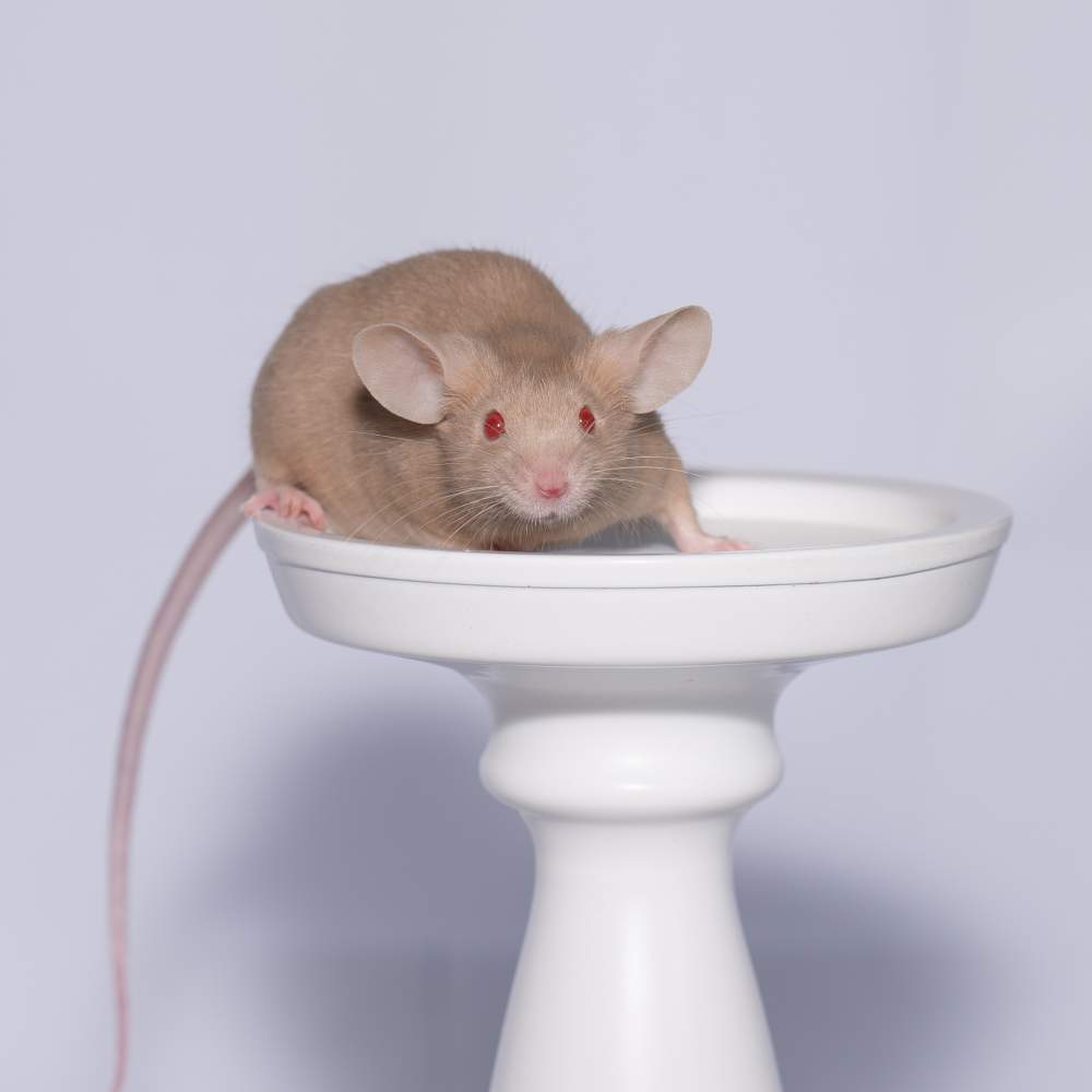 Fancy mouse Rehomed Mus musculus 