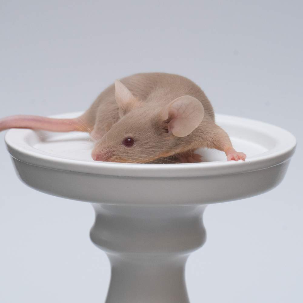 Fancy mouse Breeder Mus musculus 