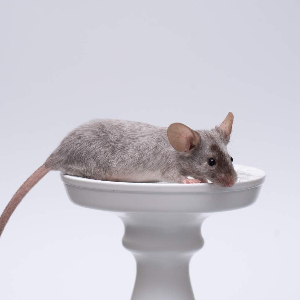 Fancy mouse Breeder Mus musculus 