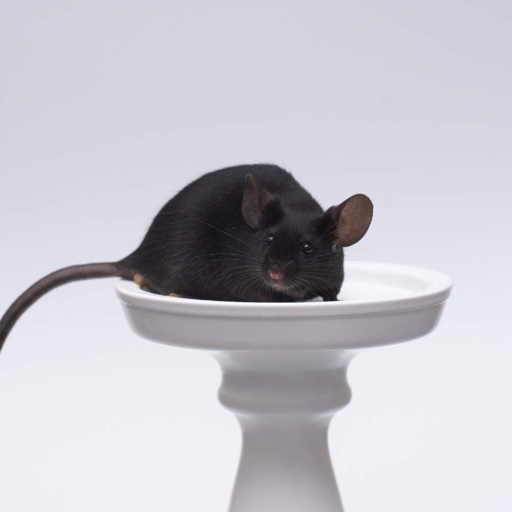 Fancy mouse Breeder Mus musculus 