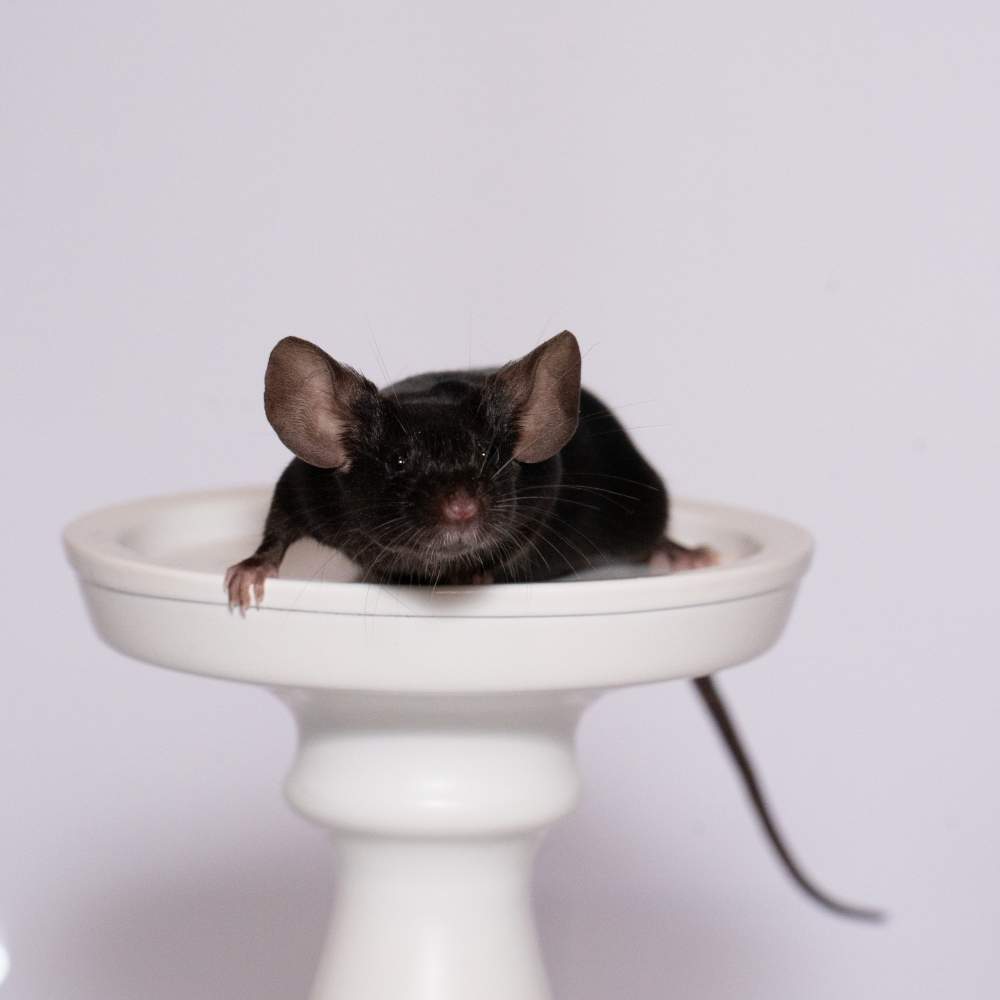 Fancy mouse Breeder Mus musculus 