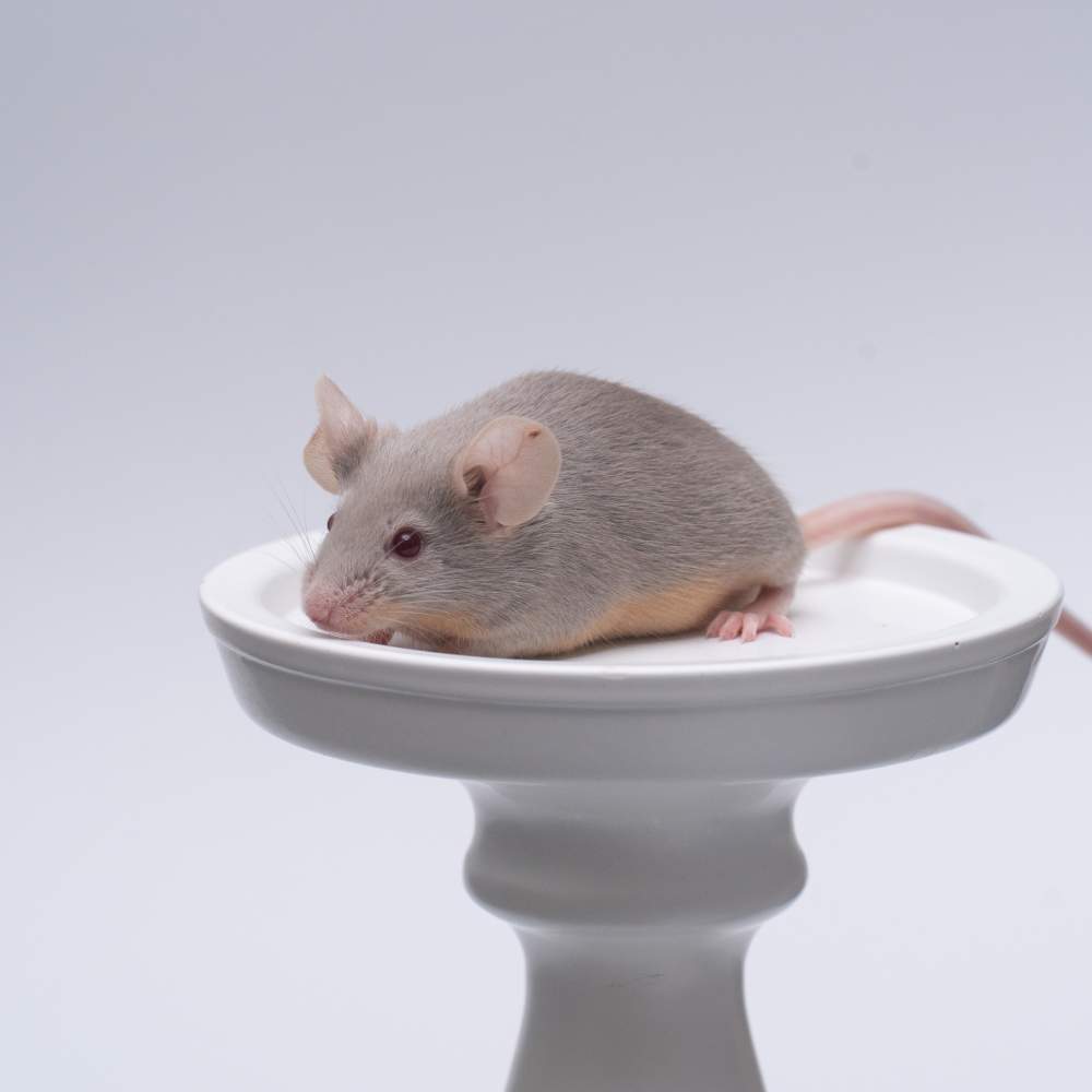 Fancy mouse Breeder Mus musculus 