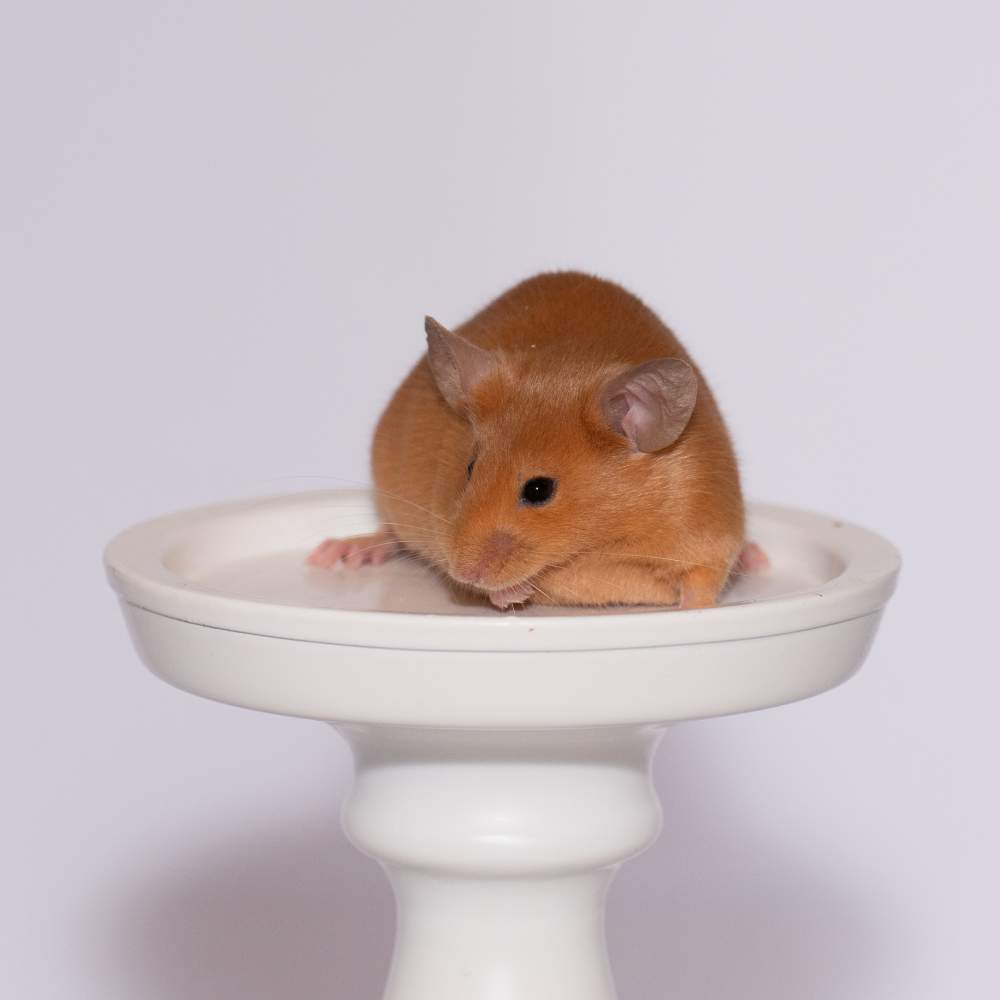 Fancy mouse Breeder Mus musculus 
