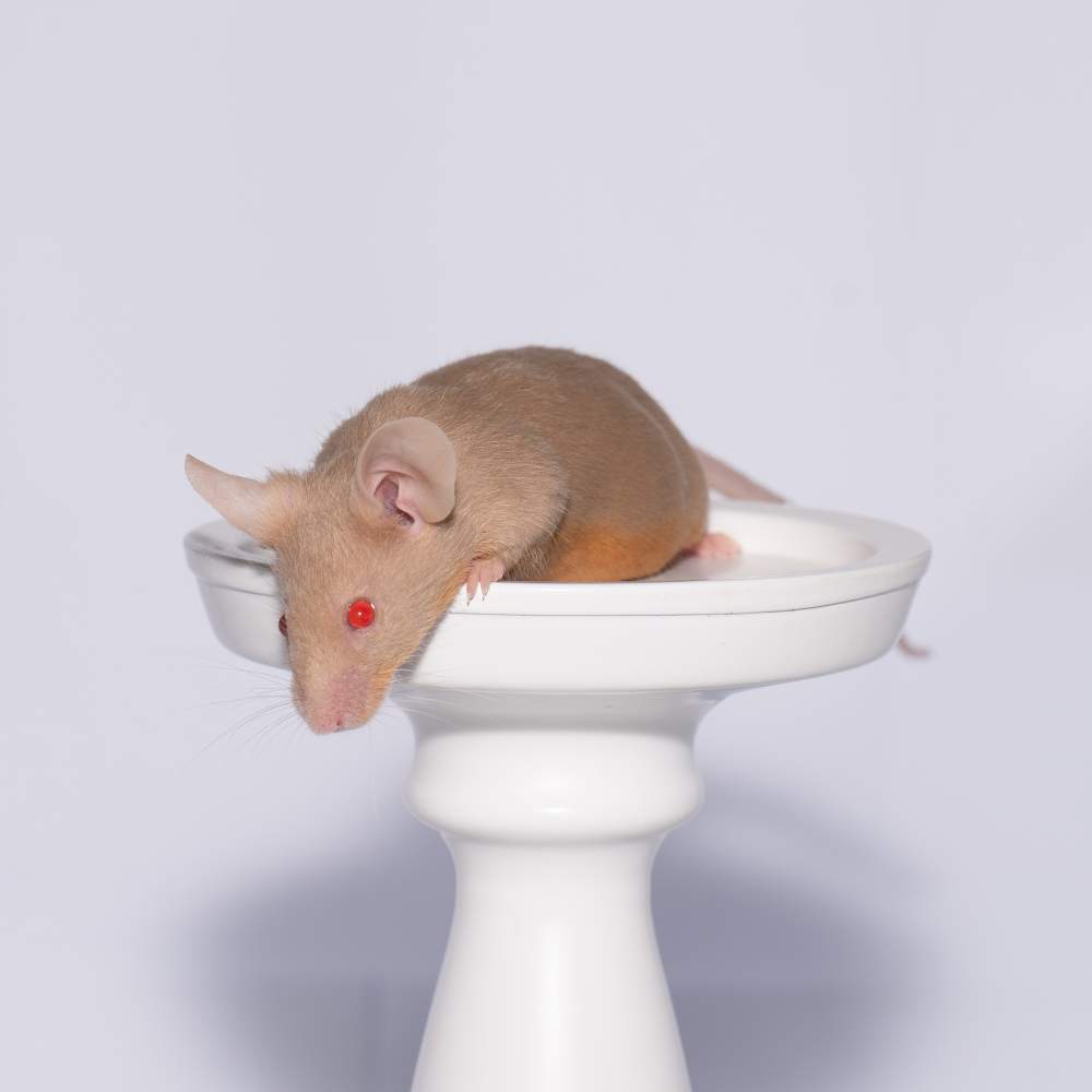 Fancy mouse Breeder Mus musculus 