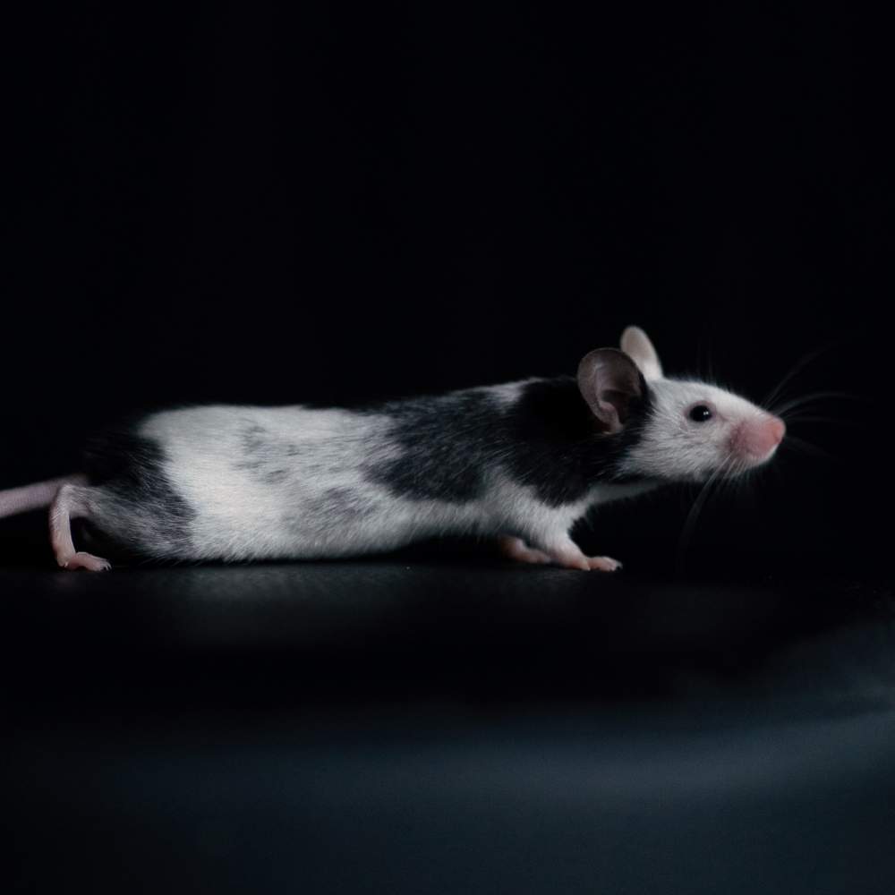 Fancy mouse Rehomed Mus musculus 