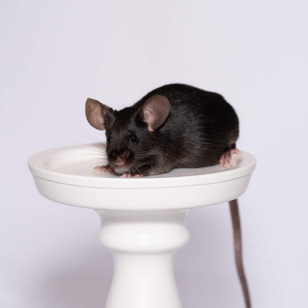 Fancy mouse Rehomed Mus musculus 