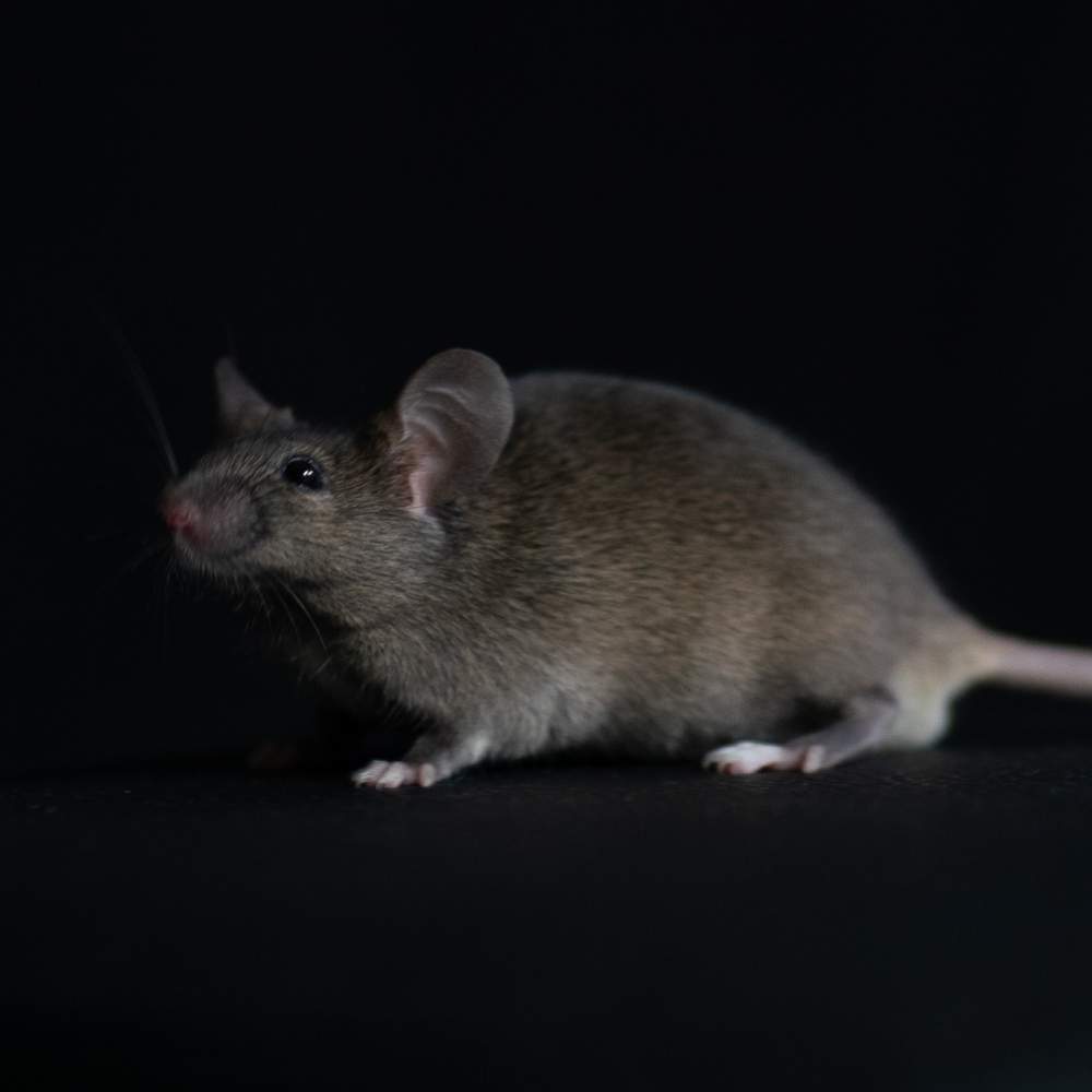 Fancy mouse Rehomed Mus musculus 