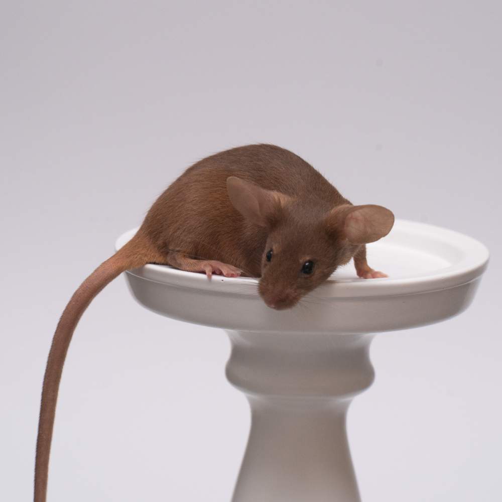 Fancy mouse Breeder Mus musculus 