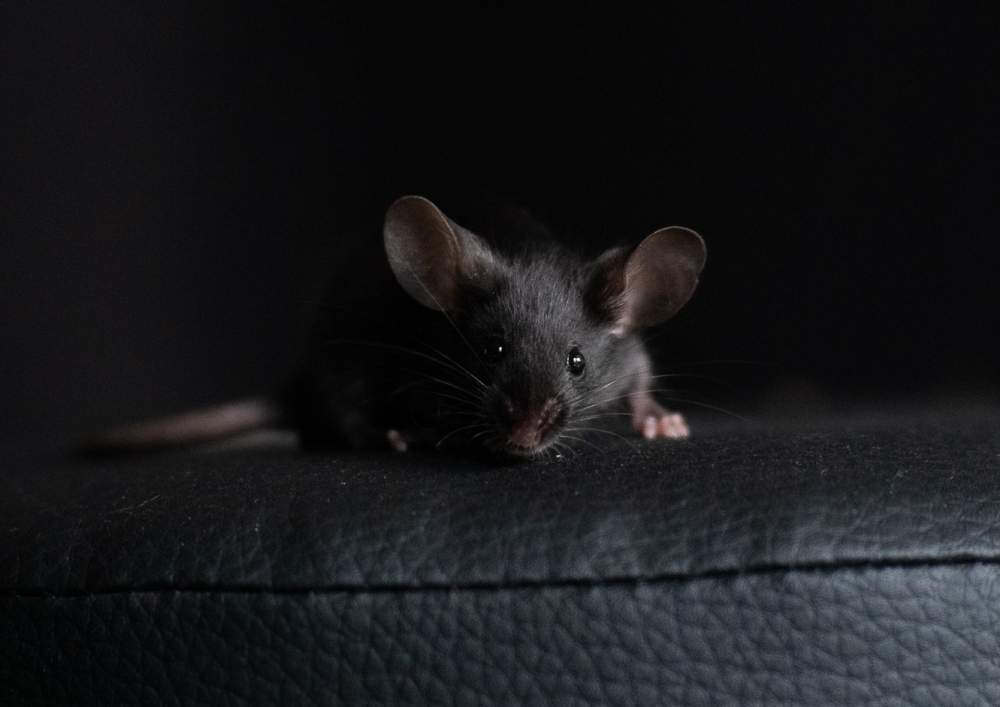 Fancy mouse Breeder Mus musculus 