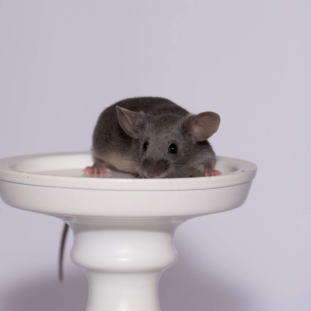 Fancy mouse Breeder Mus musculus 