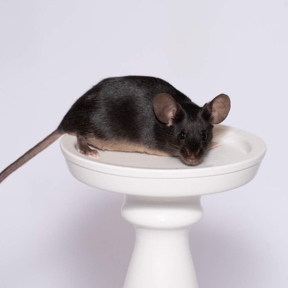 Fancy mouse Rehomed Mus musculus 