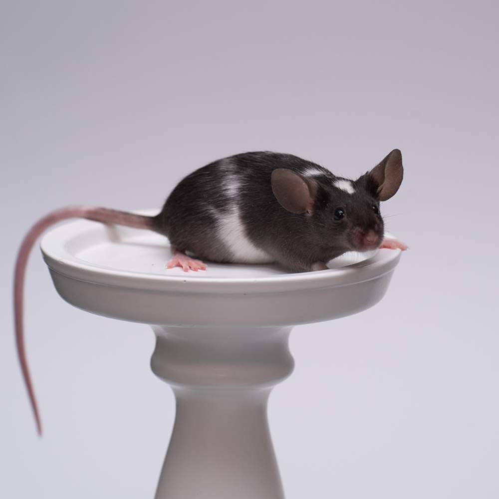 Fancy mouse Breeder Mus musculus 