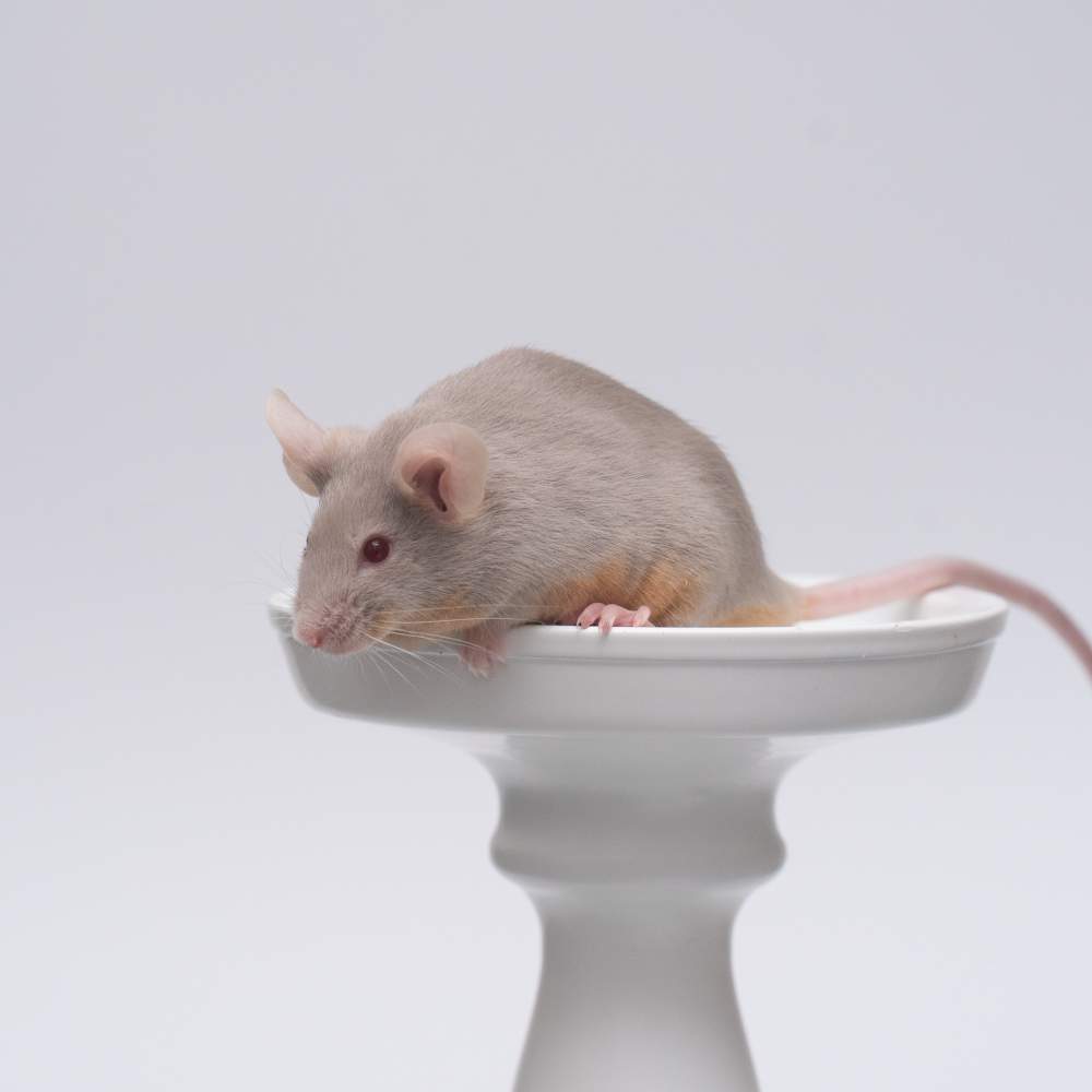Fancy mouse Breeder Mus musculus 