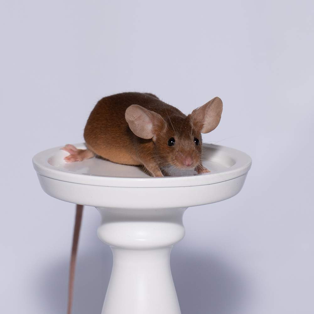 Fancy mouse Rehomed Mus musculus 