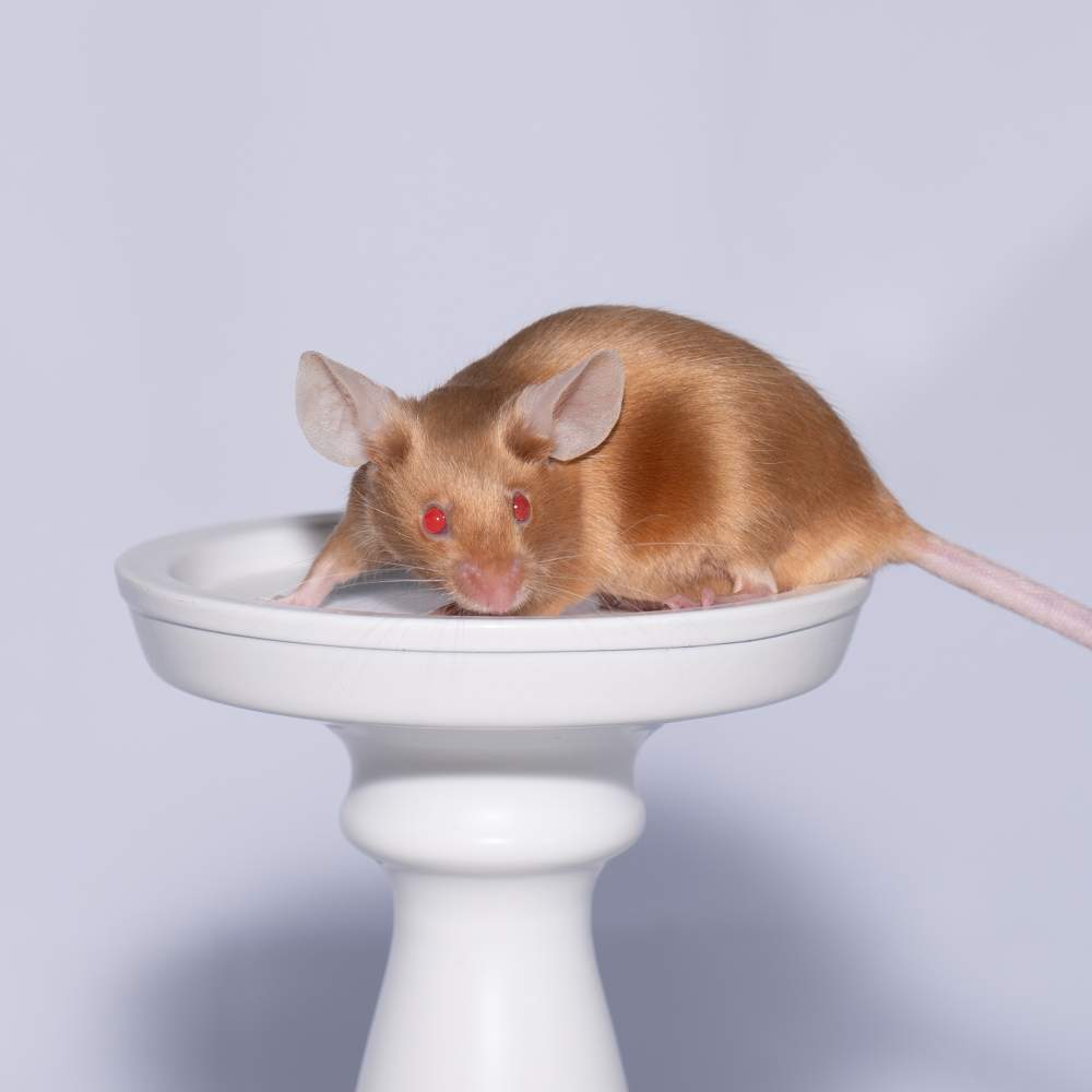 Fancy mouse Rehomed Mus musculus 