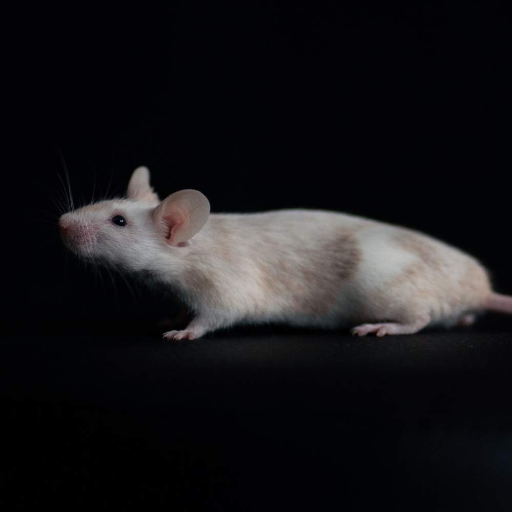 Fancy mouse Breeder Mus musculus 