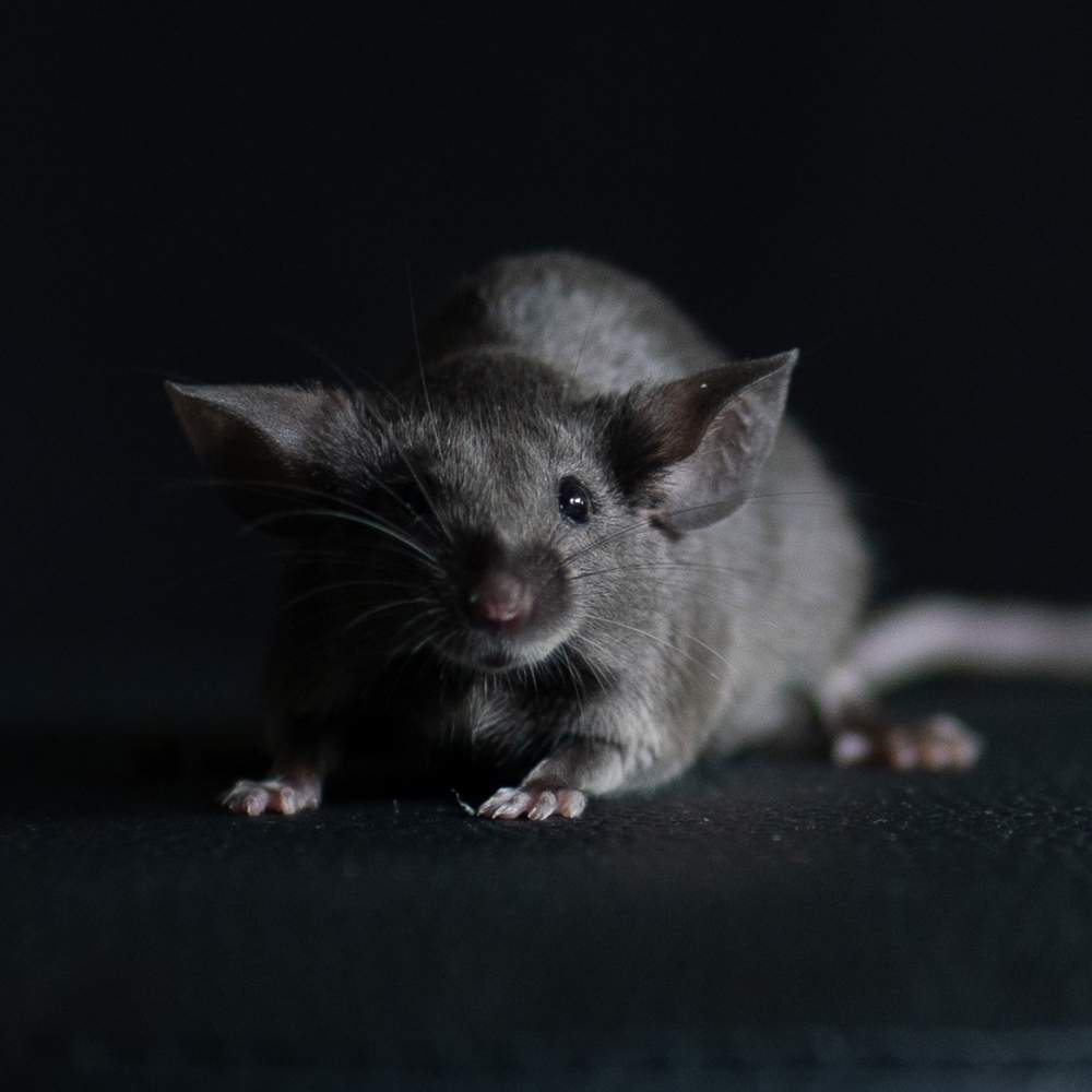 Fancy mouse Deceased Mus musculus 