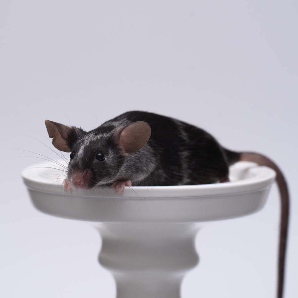 Fancy mouse Breeder Mus musculus 