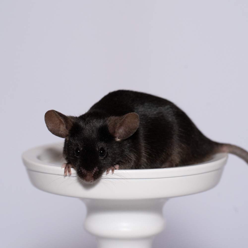 Fancy mouse Breeder Mus musculus 