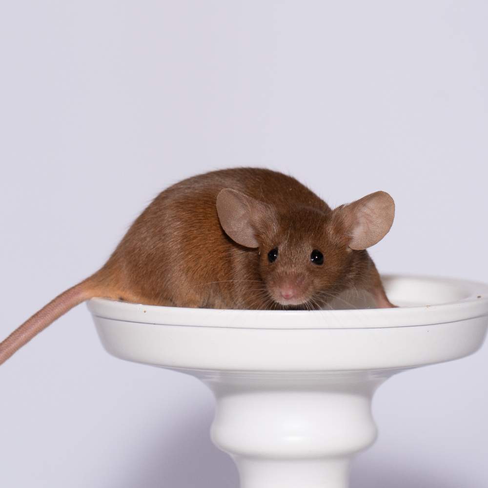 Fancy mouse Breeder Mus musculus 