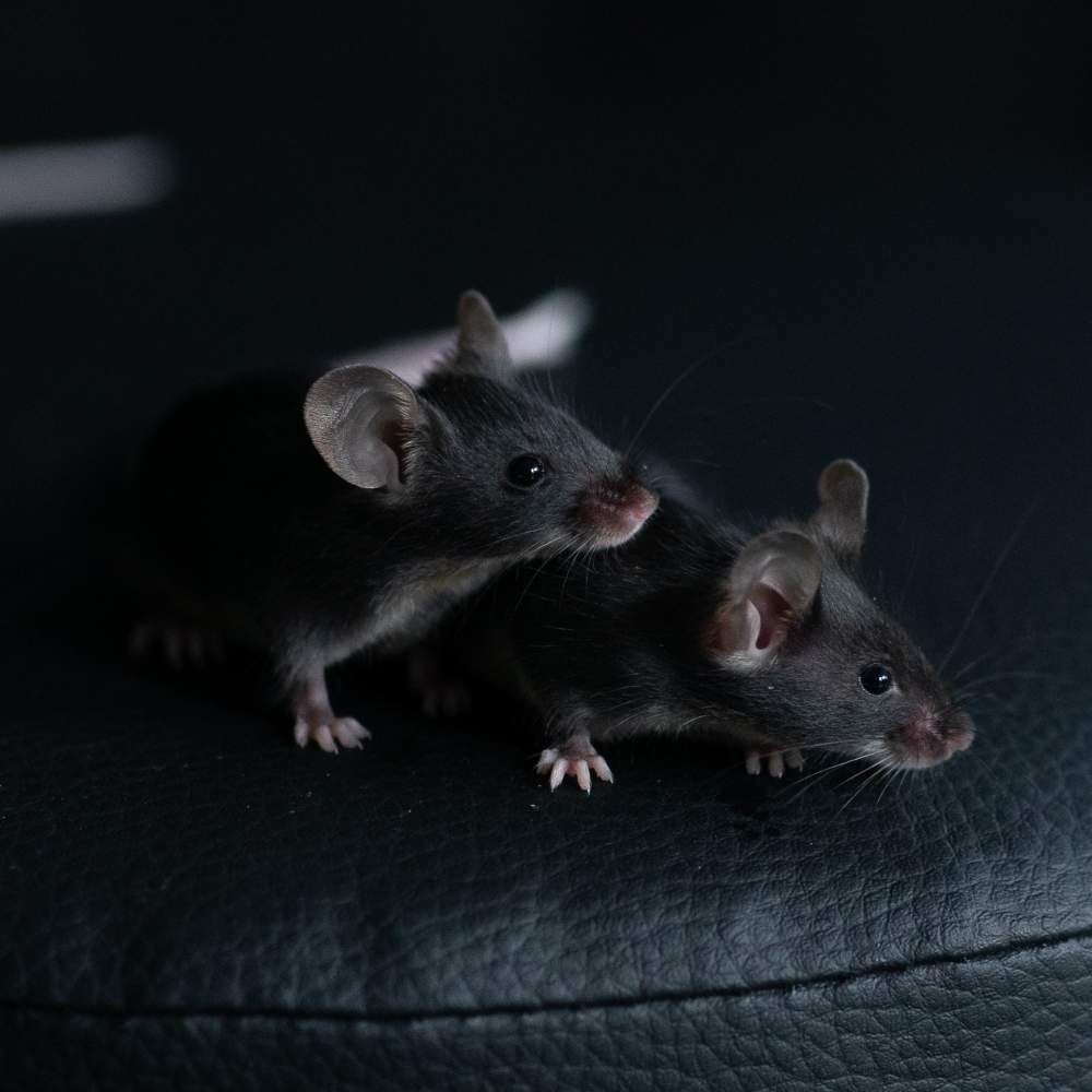 Fancy mouse Breeder Mus musculus 