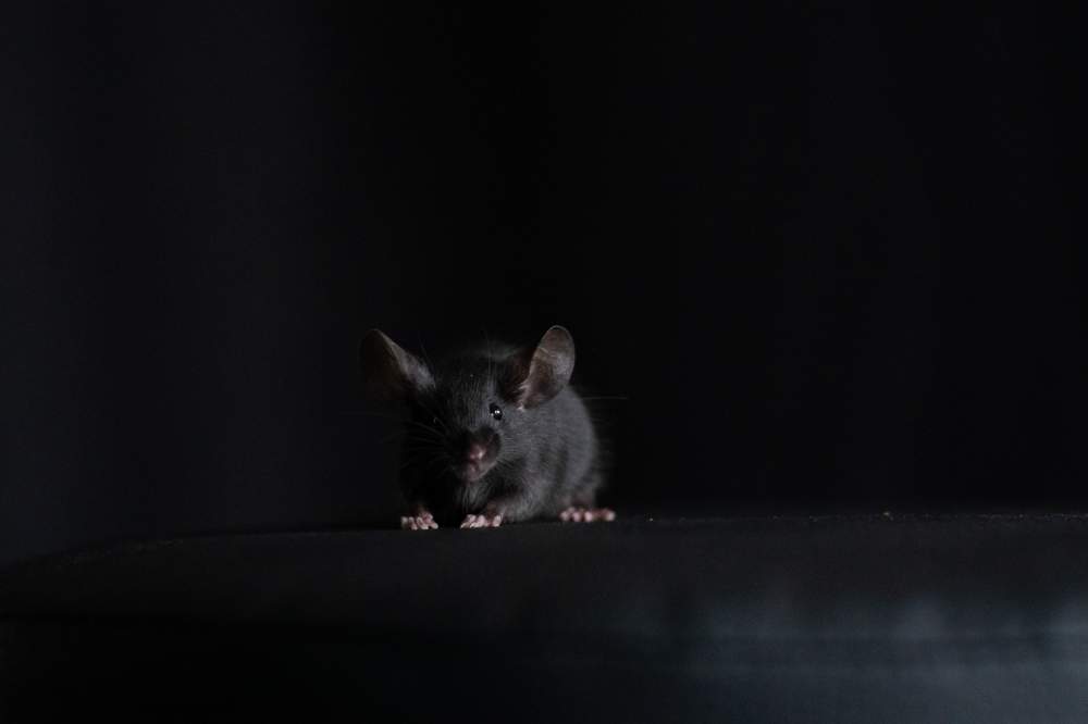 Fancy mouse Breeder Mus musculus 