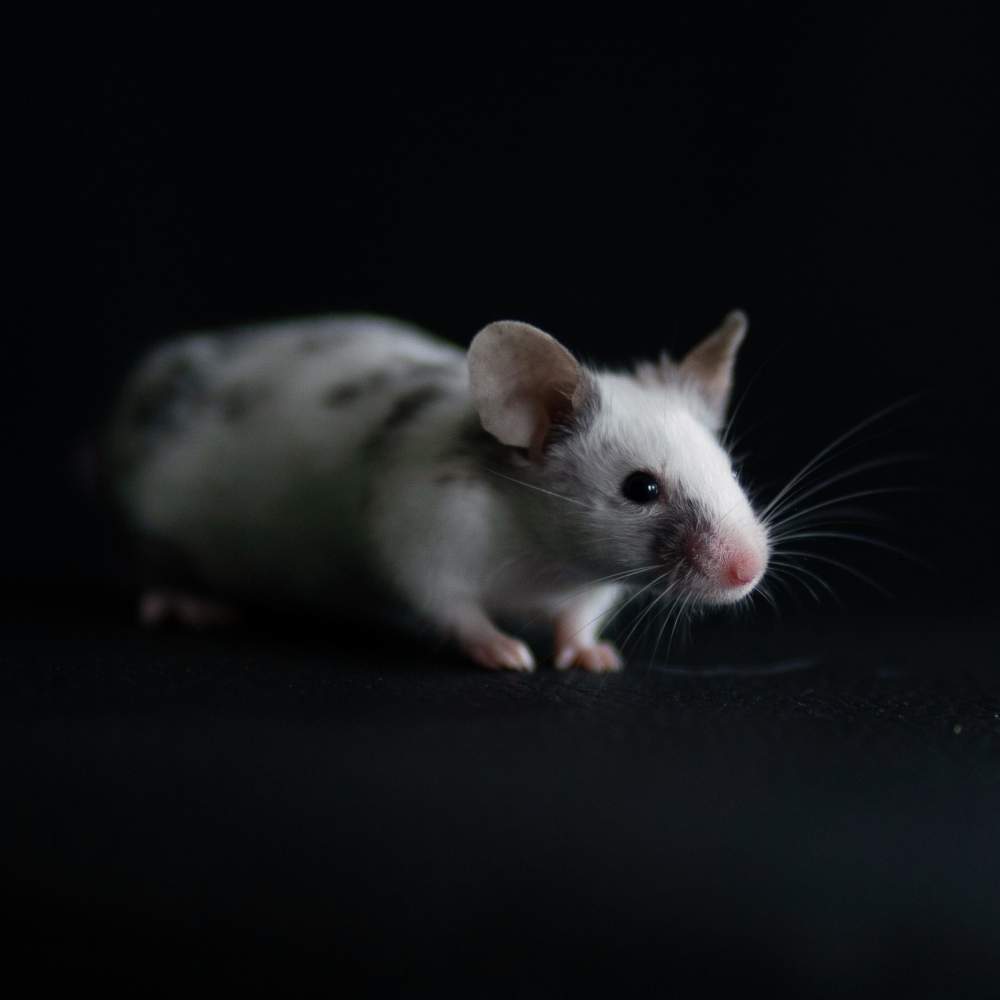 Fancy mouse Rehomed Mus musculus 
