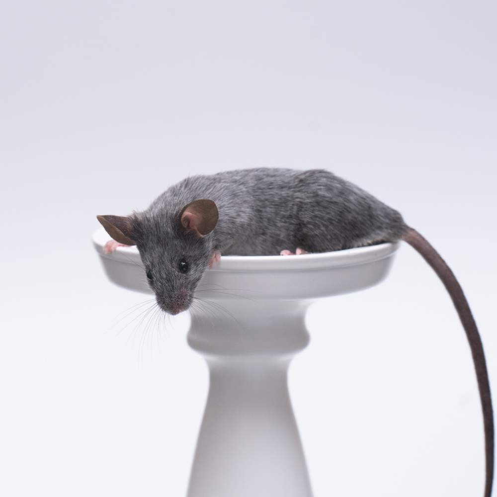 Fancy mouse Breeder Mus musculus 