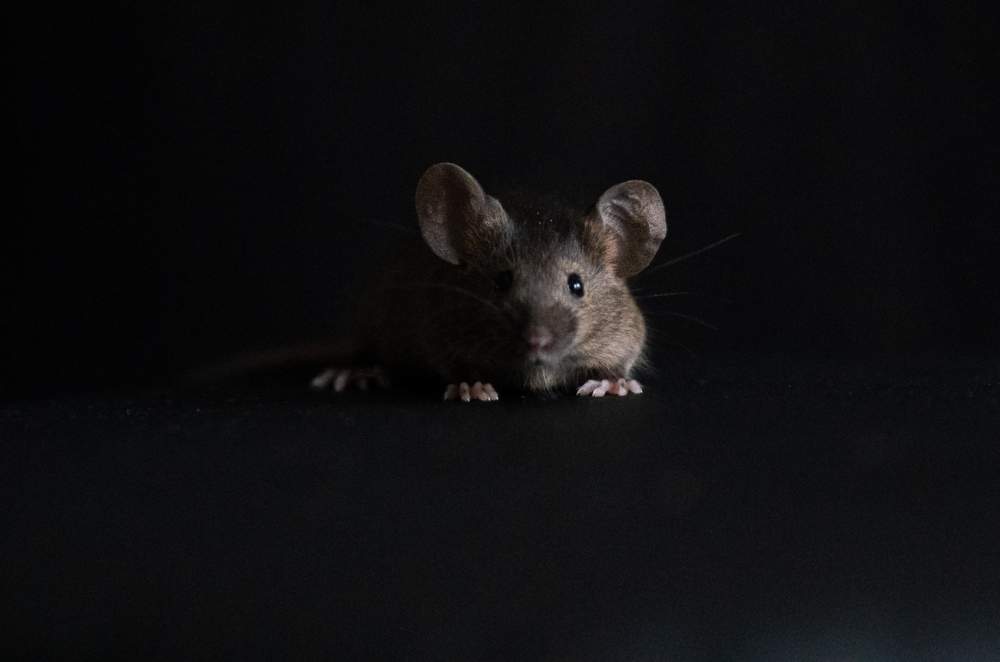 Fancy mouse Rehomed Mus musculus 
