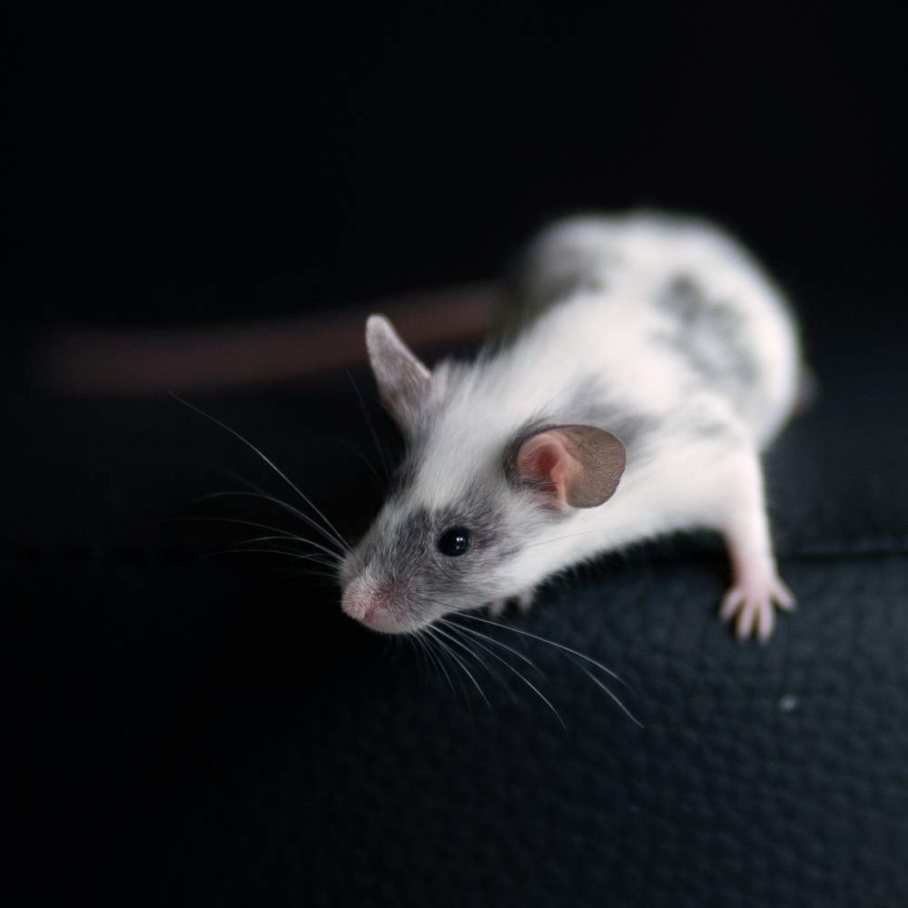Fancy mouse Breeder Mus musculus 