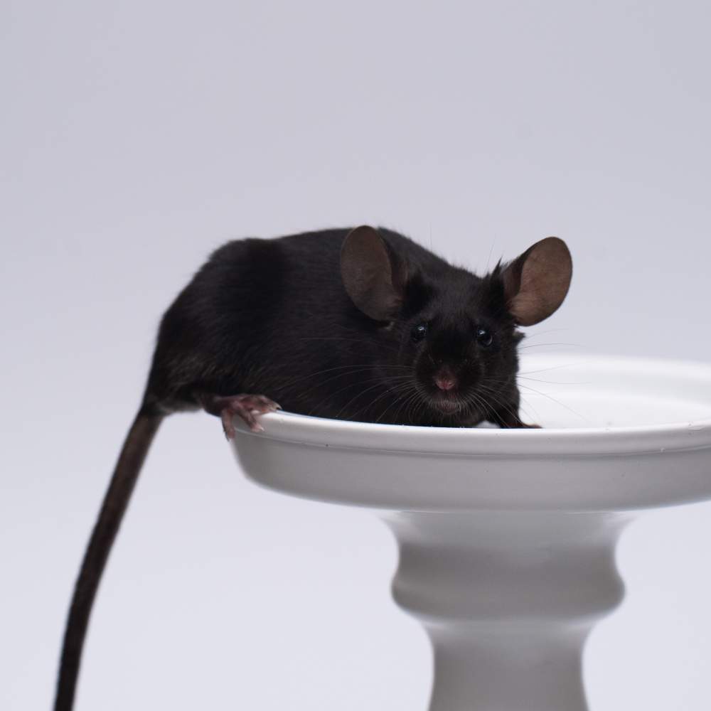 Fancy mouse Breeder Mus musculus 