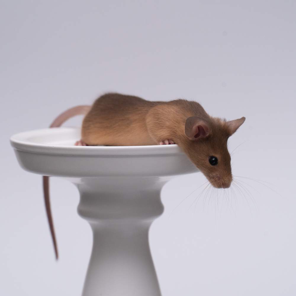 Fancy mouse Breeder Mus musculus 